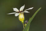 Annual blue-eyed grass